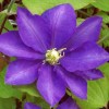 Clematis Kamilla