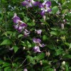 Clematis texensis Radiance BFCC