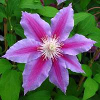 Clematis Dr. Ruppel Clematis Dr. Ruppel
