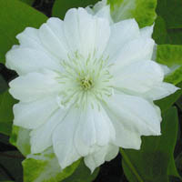 Clematis Duchess of Edinburgh Clematis Duchess of Edinburgh