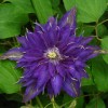 Clematis Maria Louise Jensen