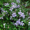 Clematis vit. Vanessa