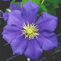 Clematis General Sikorsky Clematis General Sikorsky