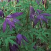 Clematis fauriei Polar Light