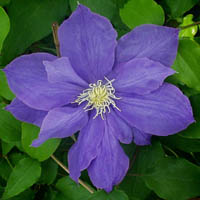 Clematis H.F.Young Clematis H.F.Young