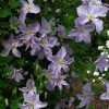 Clematis vit. Blue Angel/Blekidny Aniol