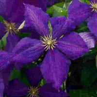 Clematis Jackmanii