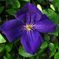 Clematis Jackmanii Superba