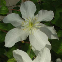 Clematis John Huxtable