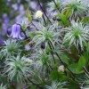 Clematis cylindrica Swedish Bells
