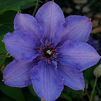 Clematis K�nigskind � (blau)
