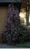 Clematis montana Freda