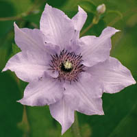 Clematis K�nigskind rosa