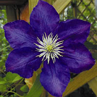 Clematis Lady Betty Balfour