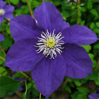 Clematis Lady Northcliffe
