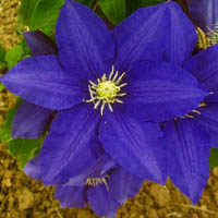 Clematis Lasurstern