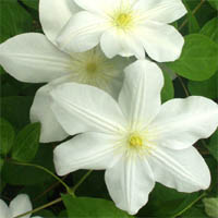 Clematis Madame Le Coultre /M. Boisselot