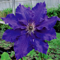 Clematis Maria Louise Jensen