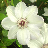 Clematis Miss Bateman Clematis Miss Bateman