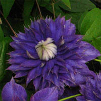 Clematis Multi Blue