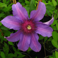 Clematis Natascha