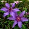 Clematis Natascha