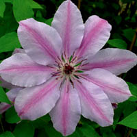 Clematis Nelly Moser