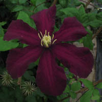 Clematis Niobe