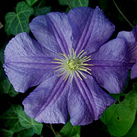 Clematis Perle d` Azur
