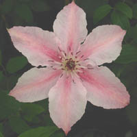 Clematis Pink Fantasy