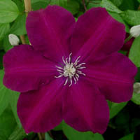 Clematis Rouge Cardinal
