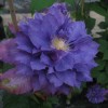 Clematis Vyvyan Pennell