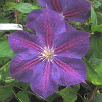 Clematis Star of India