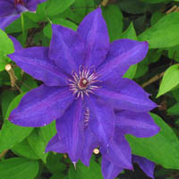 Clematis The President