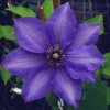 Clematis K�nigskind � (blau)