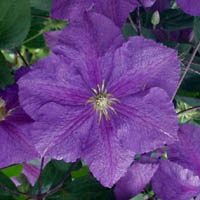 Clematis Victoria Clematis Victoria