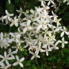Clematis mandshurica 