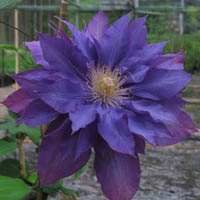 Clematis Vyvyan Pennell