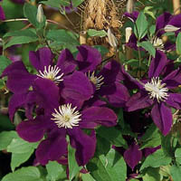 Clematis Warszawska Nike