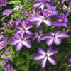 Clematis vit.Venosa Violacea