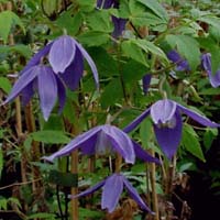 Clematis alpina botanische Art