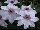 Clematis Snow Queen