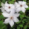 Clematis Ideal