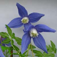 Clematis alpina Frances Rives