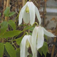 Clematis alpina sibirica alba