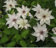 Clematis Sparkler