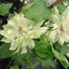 Clematis Yukiokoshi 