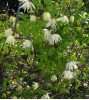 Clematis fauriei Albina Plena