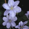 Clematis Silver Moon