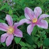 Clematis int.Amelia